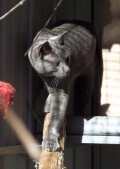 Yaralin Russian Blue Romeo